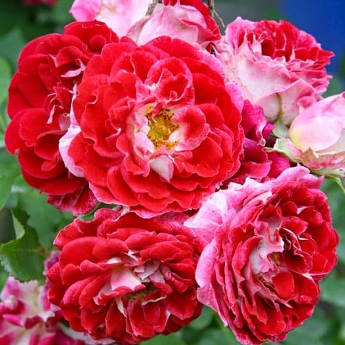 roza-floribunda-sparklin-raffls_1