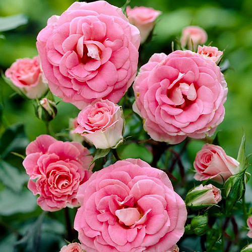 roza-floribunda-tom-tom_1