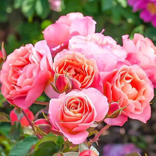 roza-floribunda-trendi-feshn_1 Роза флорибунда Тренди Фешн — изображение 1