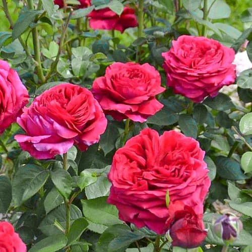roza-floribunda-vetra_1