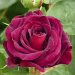 Роза флорибунда Кэтис Роуз (Katie's Rose)