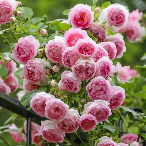 roza-pletistaya-eden-rouz_1