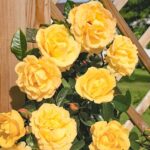 Роза плетистая Голд Фасад