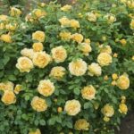 Роза плетистая Голден Парфюм (Golden Parfyum)