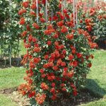 Роза плетистая Оранж Мейландина (Orange Meillandina)
