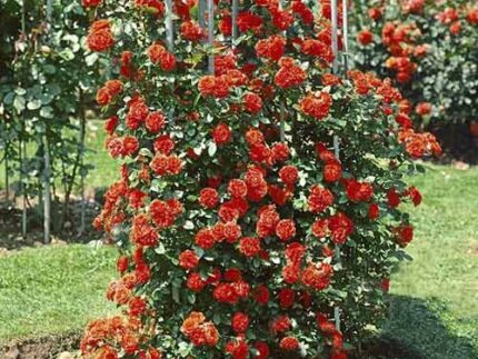Роза плетистая Оранж Мейландина (Orange Meillandina)