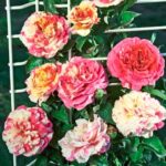Роза плетистая Ванилла Фрейз (Vanille Fraise)