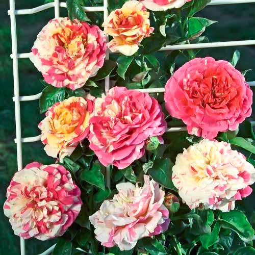 roza-pletistaya-vanilla-freyz_1 Роза плетистая Ванилла Фрейз (Vanille Fraise) — изображение 1