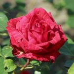Роза чайно-гибридная Ред Интуишн (Red Intuition)