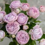 Роза спрей Лавендер Бабблс (Lavender Bubbles)