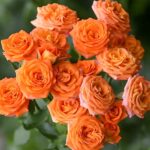 Роза спрей Оранж Бейби (Orange Baby)