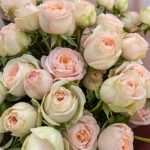 Роза спрей Павлова (Pavlova)