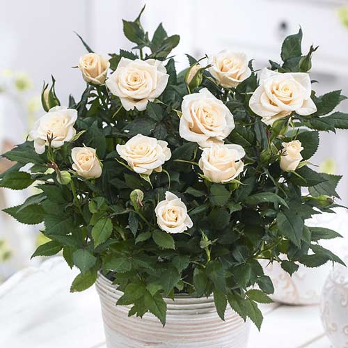 roza-sprey-snou-dens_1
