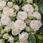 Роза спрей Вайт Лидия (White Lydia)