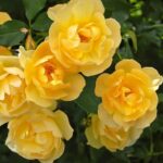 Роза спрей Йеллоу Стар (Yellow Star)