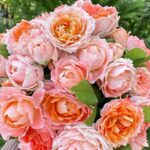 Роза японская Принцесса Сакура (Princess Sakura)