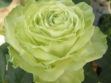 Роза японская Вакана (Wakana)