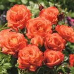 Роза флорибунда Оранж Сенсейшн (Orange Sensation)