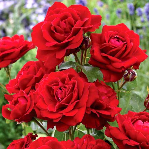 rozy-floribunda-red-diadem1 Роза флорибунда Ред Диадем — изображение 1