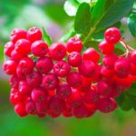 Арония (рябина) Бриллиант