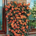 Роза плетистая Оранжевая (Orange)