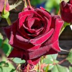 Роза чайно-гибридная Блэк Баккара (Black Baccara)