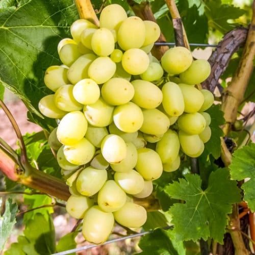 sajency-vinograd-maksi-belyy-3-saj_1 Виноград Макси белый — изображение 1