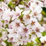 Сакура (вишня декоративная) Коя но Май
