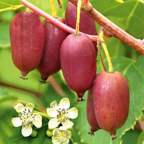 sazhentsy-mini-kivi-aktinidiya-dzhambo_1 Мини-киви (актинидия) Джамбо — изображение 1
