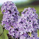 Сирень обыкновенная Сенсация