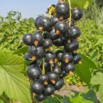 Смородина черная Ажурная