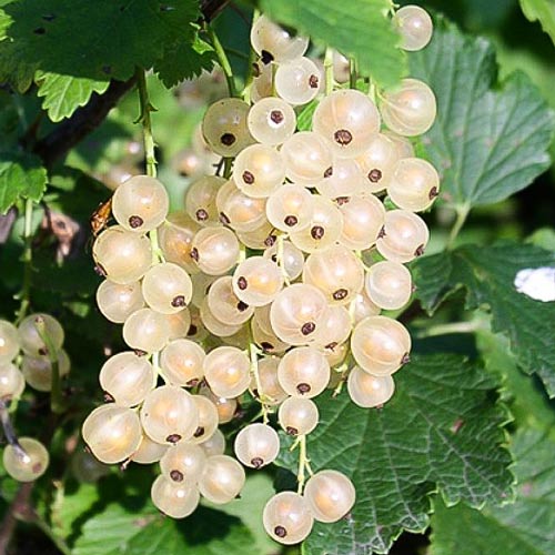 smorodina-gollandskaya-belaya1 Смородина Голландская белая — изображение 1