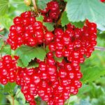Смородина красная Гиганта