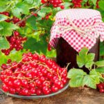 Смородина красная Ровада — изображение 2