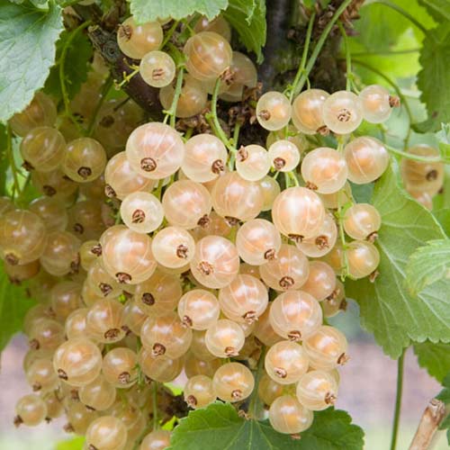 smorodina-na-shtambe-uayt-versales1 Смородина на штамбе Уайт Версалес — изображение 1