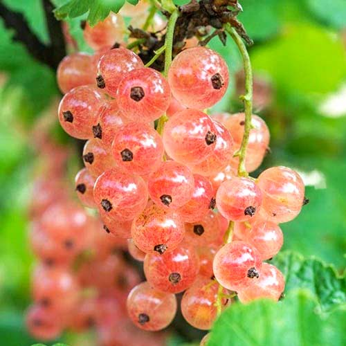 smorodina-rozovaya-gollandskaya-rozovaya_1 Смородина розовая Голландская — изображение 1