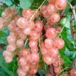 Смородина розовая Розовый жемчуг