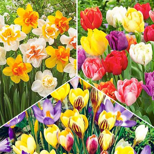 superpredlojenie-kollekciya-lukovic-cottage-garden-iz-3-sortov_1 Суперпредложение! Коллекция луковиц Cottage Garden из 3 сортов — изображение 1