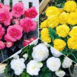 Бегония Пастель, микс из 3 сортов