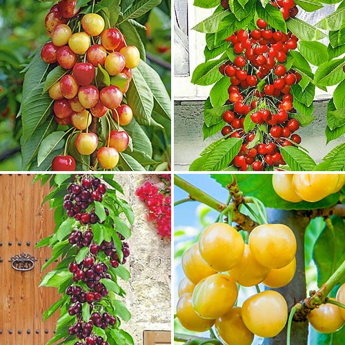superpredlojenie-komplekt-chereshni-kolonovidnoy-kvartet-iz-4-sajencev_1