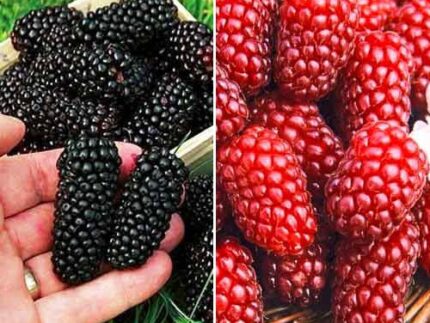 Комплект ежевики и ежемалины из 2 саженцев