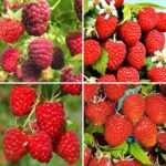 Суперпредложение! Комплект Малиновых деревьев из 4 саженцев