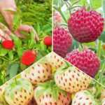 Суперпредложение! Комплект Микс из 3 сортов земляники