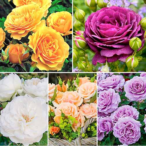 superpredlojenie-komplekt-roz-floribunda-iz-5-ti-sajencev-set1 Суперпредложение! Комплект роз флорибунда из 5-ти саженцев — изображение 1