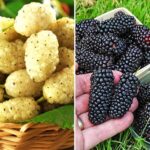 Комплект шелковиц из 2 саженцев
