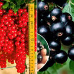 Комплект смородины Сладкая гроздь из 2 саженцев