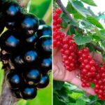 Комплект смородины Сладкая парочка из 2 саженцев