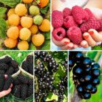 Суперпредложение! Комплект Урожайное лето из 5 саженцев