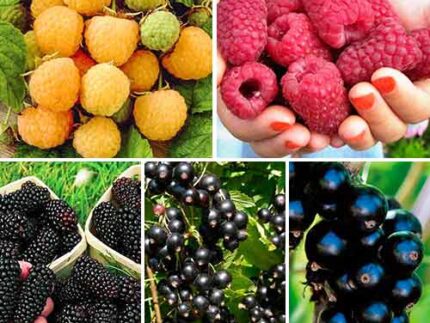 Суперпредложение! Комплект Урожайное лето из 5 саженцев