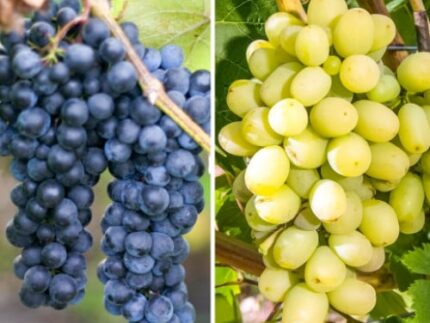 Комплект винограда Гиганты из 2 саженцев